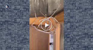 Женщина сняла на видео как линяет гигантский палочник