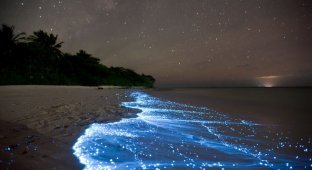 Светящийся планктон на пляже острова Ваадху (6 фото)