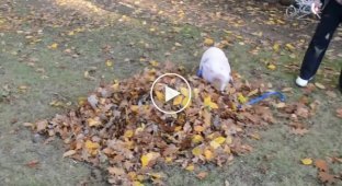 Этот поросёнок впервые увидел кучу осенних листьев и сделал то что хочется сделать всем!