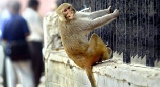 В Индии обезьяны напали на медика и похитили образцы крови с коронавирусом (1 фото)