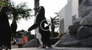 Пингвин очень хочет летать