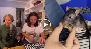 Нюхающая губную гармошку крыса стала героем нового трека музыканта The Kiffness