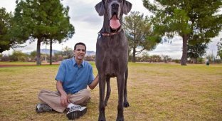 В США умерла самая большая собака в мире (10 фото)