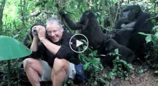 Джон близко познакомился с гориллами в национальном парке Бвинди
