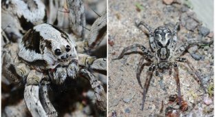 Британец нашел паука, который 27 лет считался вымершим (9 фото)