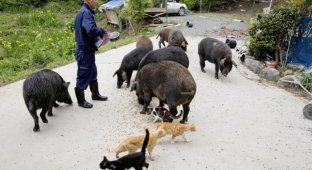 55-летний японец вернулся в радиоактивную зону Фукусимы, чтобы кормить брошенных там животных (16 фото)