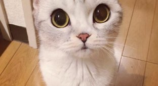Хана – кошка с невероятно большими глазами (14 фото)