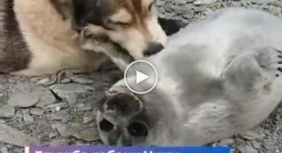 Собака приняла ослабленного детеныша байкальского тюленя за щенка