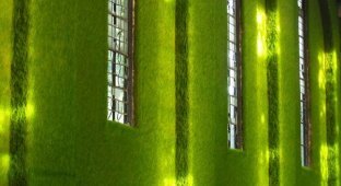 Зеленые стены Dilston Grove (8 фотографий)