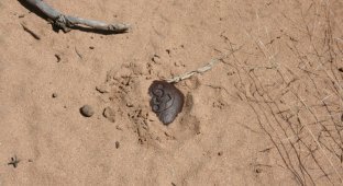 Гравицапа - найдена в пустыне Нью-Мексико близ городка Розуэлл (4 фото)
