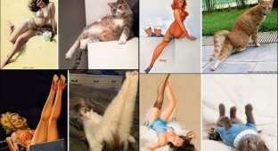 Мяу-пинап: 20 котиков, которые позируют как хорошенькие девушки (20 фото)