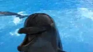 Прикольный дельфин