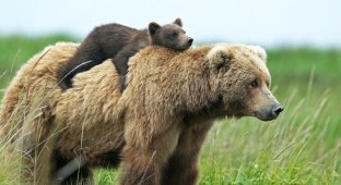 Шведские медведи прознали о новом законе и занялись потомством (2 фото)