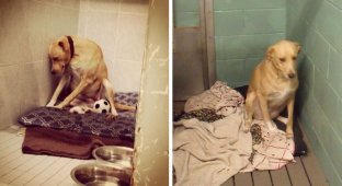Самая грустная собака в мире опять осталась одна (11 фото)