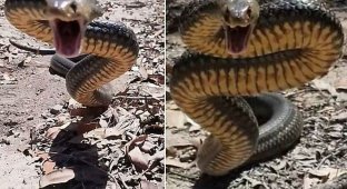 Ядовитая змея показала свой свирепый нрав австралийскому спасателю (3 фото + 1 видео)