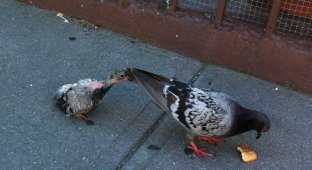 Где городские голуби прячут своих птенцов (3 фото)