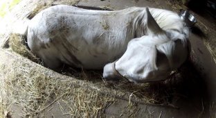 Лошадь попала в ловушку (7 фото + 1 видео)