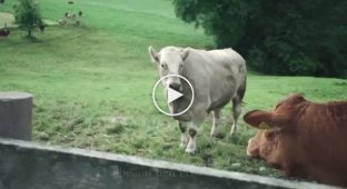 Корова которой досталась свобода