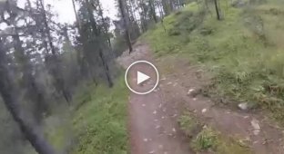 Велосипедисты встретили медведя в лесу