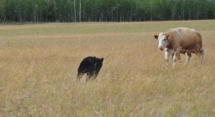 Медведь против стада коров (8 фото)