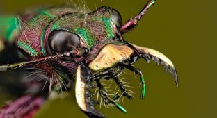 Захватывающая макрофотография насекомых (30 фото)