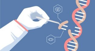 Инъекция CRISPR в мозг эмбриона может излечить генетическое расстройство (1 фото)