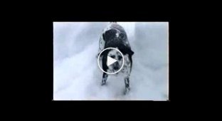 Как собака очень любит снег