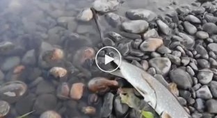 Уж спасает рыбку