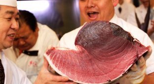 Рыбный рынок в Японии — фоторепортаж (9 фото)