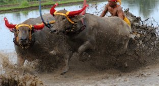 В Индонезии прошли гонки на быках (8 фото)