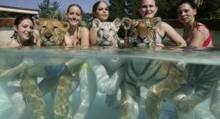 Девушки-дрессировщицы плавают с тиграми (10 фото)