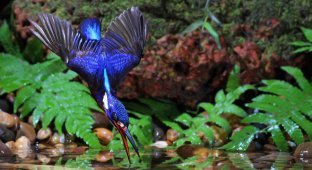 Удивительные кадры рыбалки голубого зимородка (13 фото)
