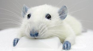 Голубая мышка (4 фотографии)