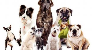 10 самых умных пород собак (11 фото)