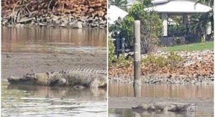 Вторжение монстров: в жилом квартале Австралии заметили трехметрового крокодила (5 фото)