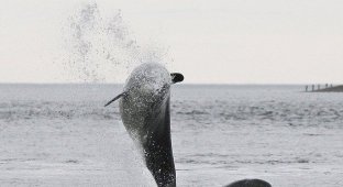 Дельфины на рыбалке (4 фотографии)