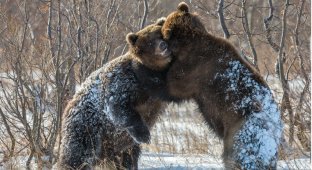Суровое обаяние медведей в фотографиях Сергея Иванова (29 фото)
