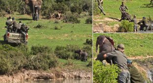 Рейнджеры, рискуя жизнями, спасли слоненка (12 фото)