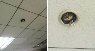И тут работники офиса поняли, что за ними кто-то следит (3 фото)