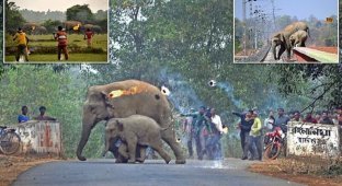Индусы забросали слонов огнем, выгоняя их с обжитых мест (10 фото)