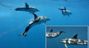 Полосатые дельфины порадовали туристов песней (8 фото + 1 видео)