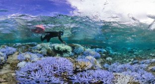 Из-за потепления воды на Окинаве обесцвечиваются и гибнут кораллы (8 фото)