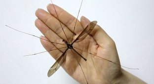 Обнаруженный в Китае комар пугает своими размерами (4 фото + видео)