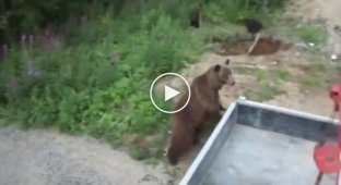 Встреча с медведицей