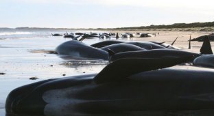 Почему киты и дельфины выбрасываются на берег (7 фотографий)