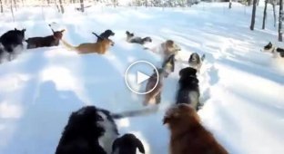 Собаки резвятся в высоком снегу