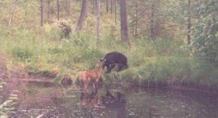 Неравная схватка между оленем и медведем. (4 фото)