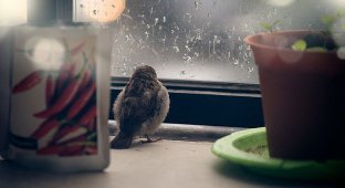 История о птенце воробья и человеческой доброте (11 фото)