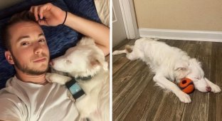 Парень показал, как живёт со своей глухой и частично слепой собакой (6 фото)