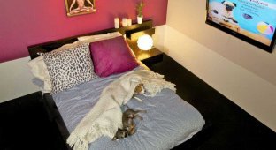 До 200 долларов за ночь: отель для собак в Нью-Йорке (15 фото)